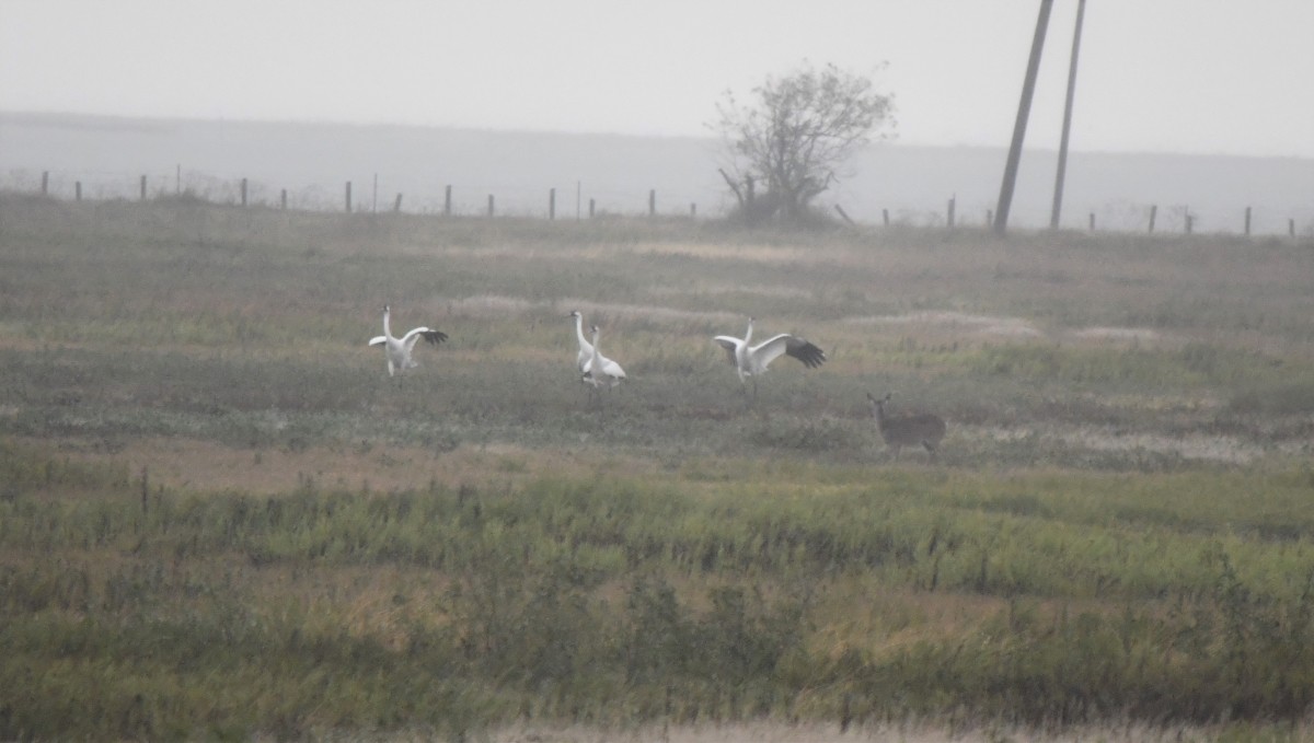 trompettrane - ML646340812