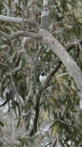 White-breasted Woodswallow - ML646340813