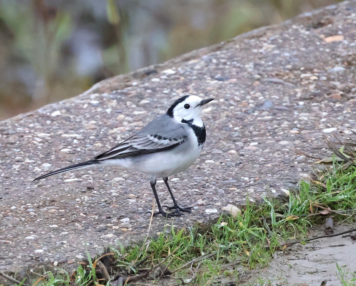 White Wagtail - ML646340815