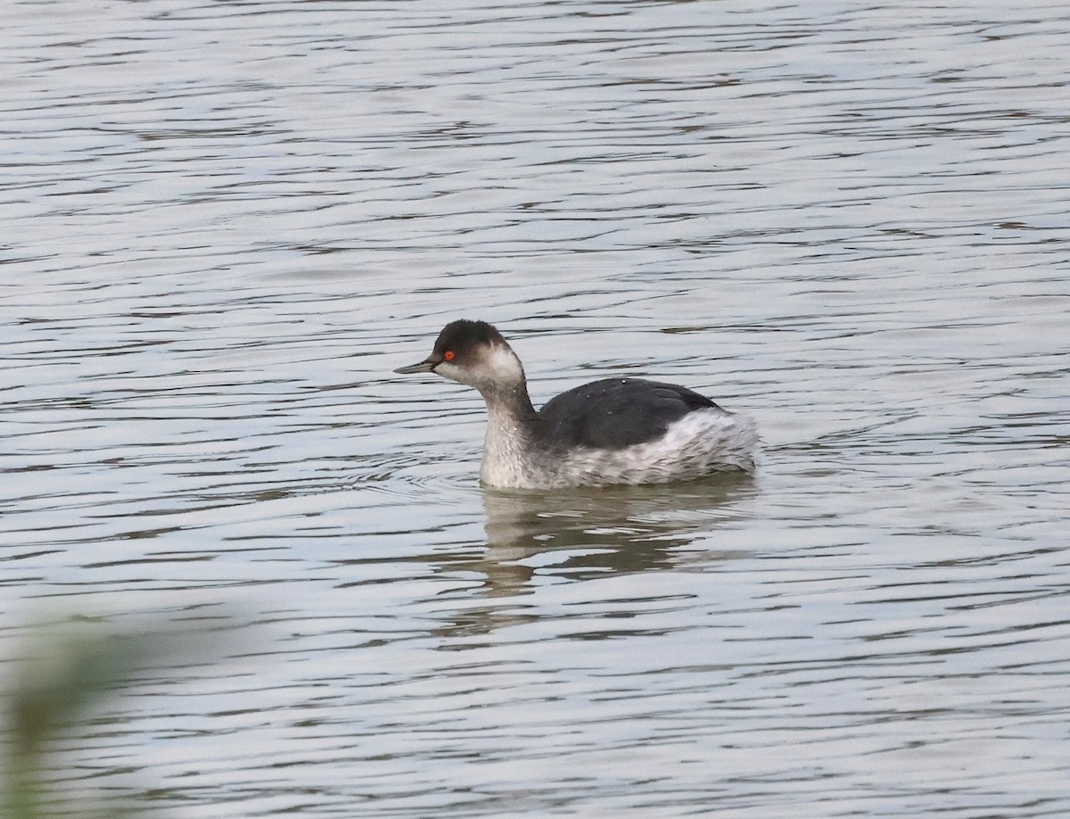 Grèbe à cou noir - ML646340816