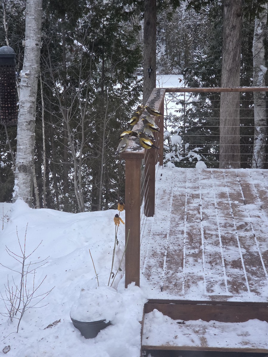 Evening Grosbeak - ML646340828