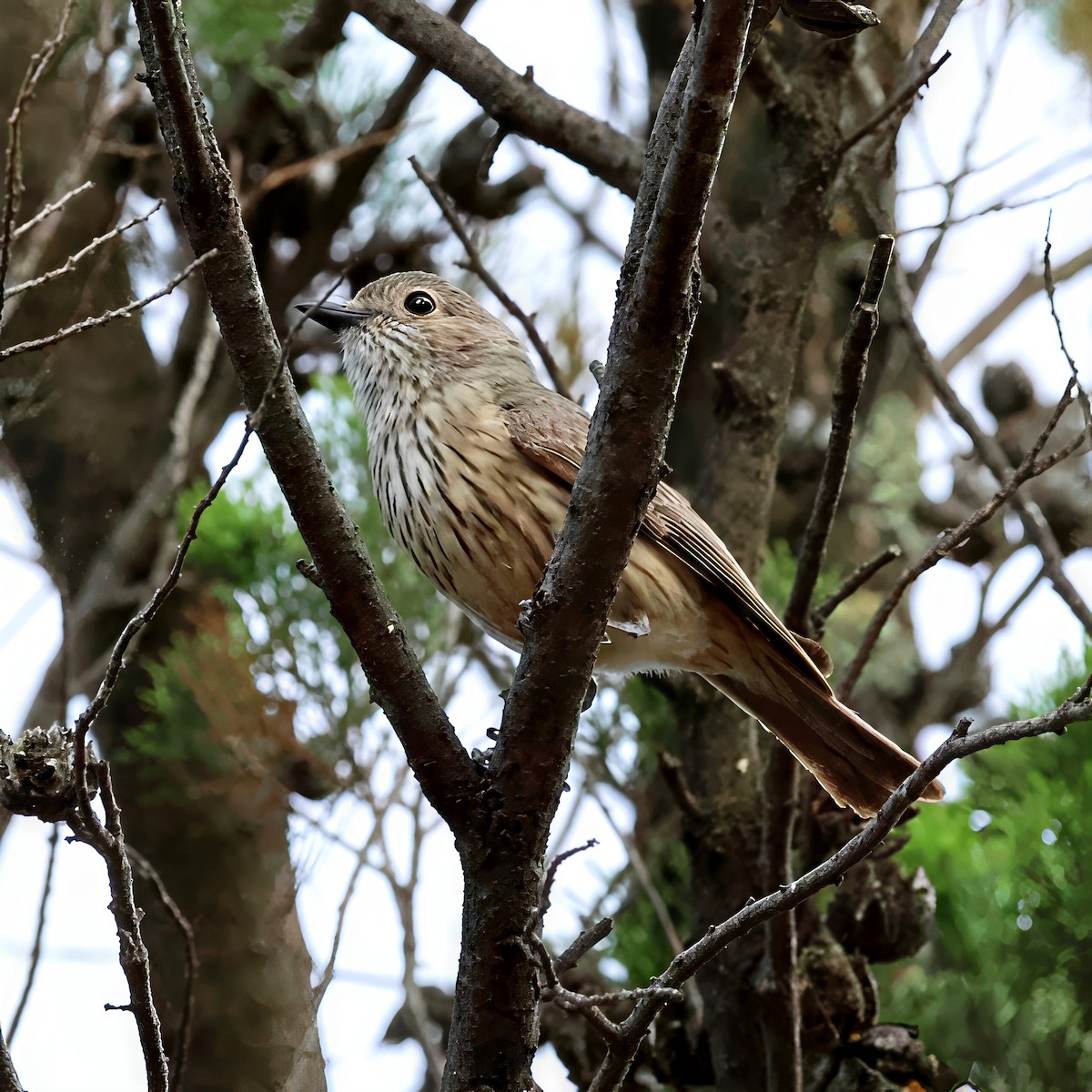 Rufous Whistler - ML646340829