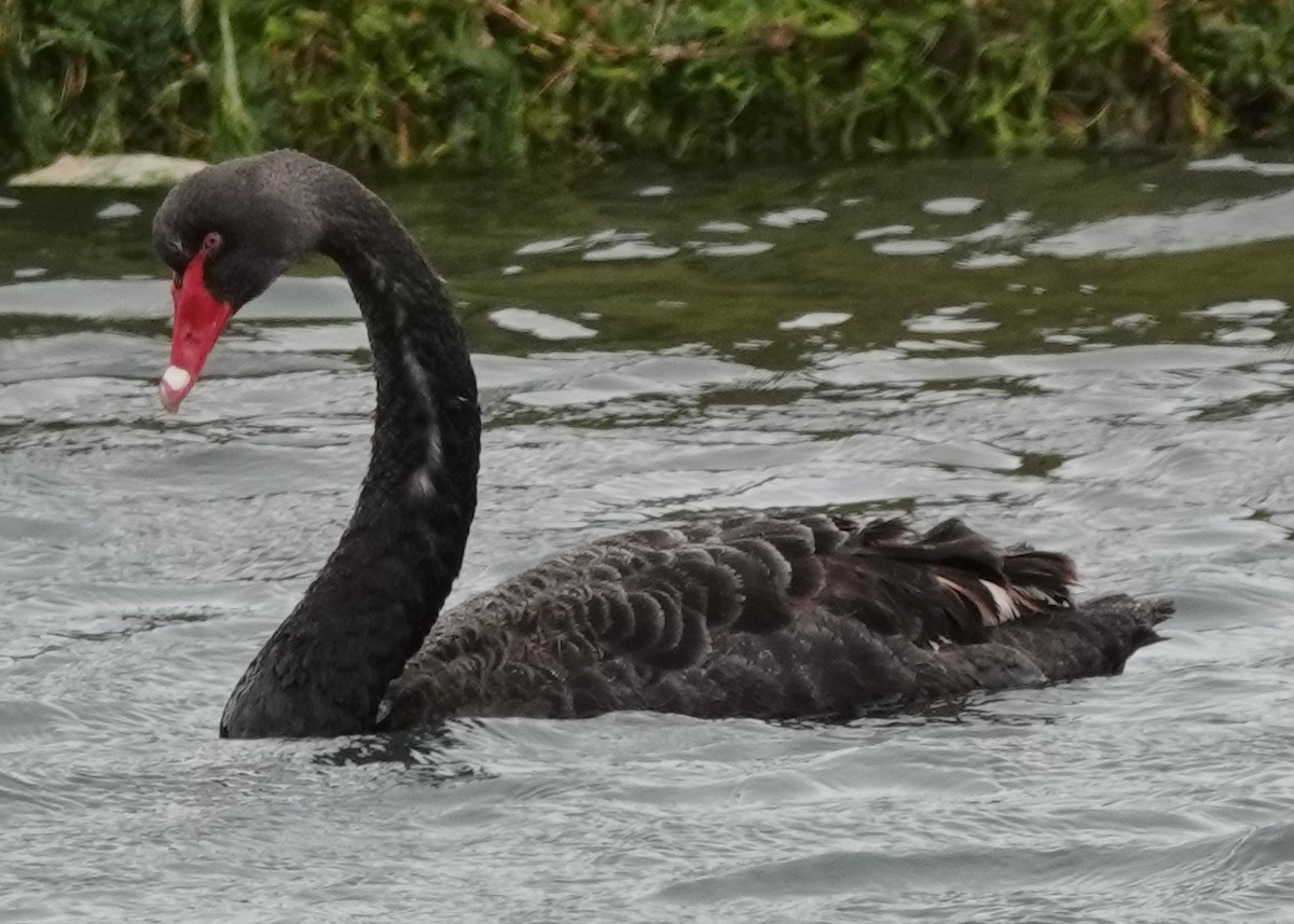 Black Swan - ML646340831
