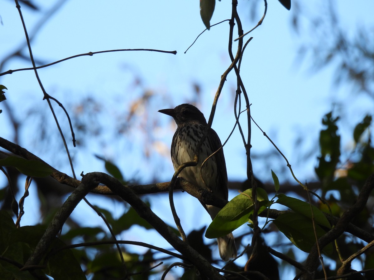 Australasian Figbird - ML646340835
