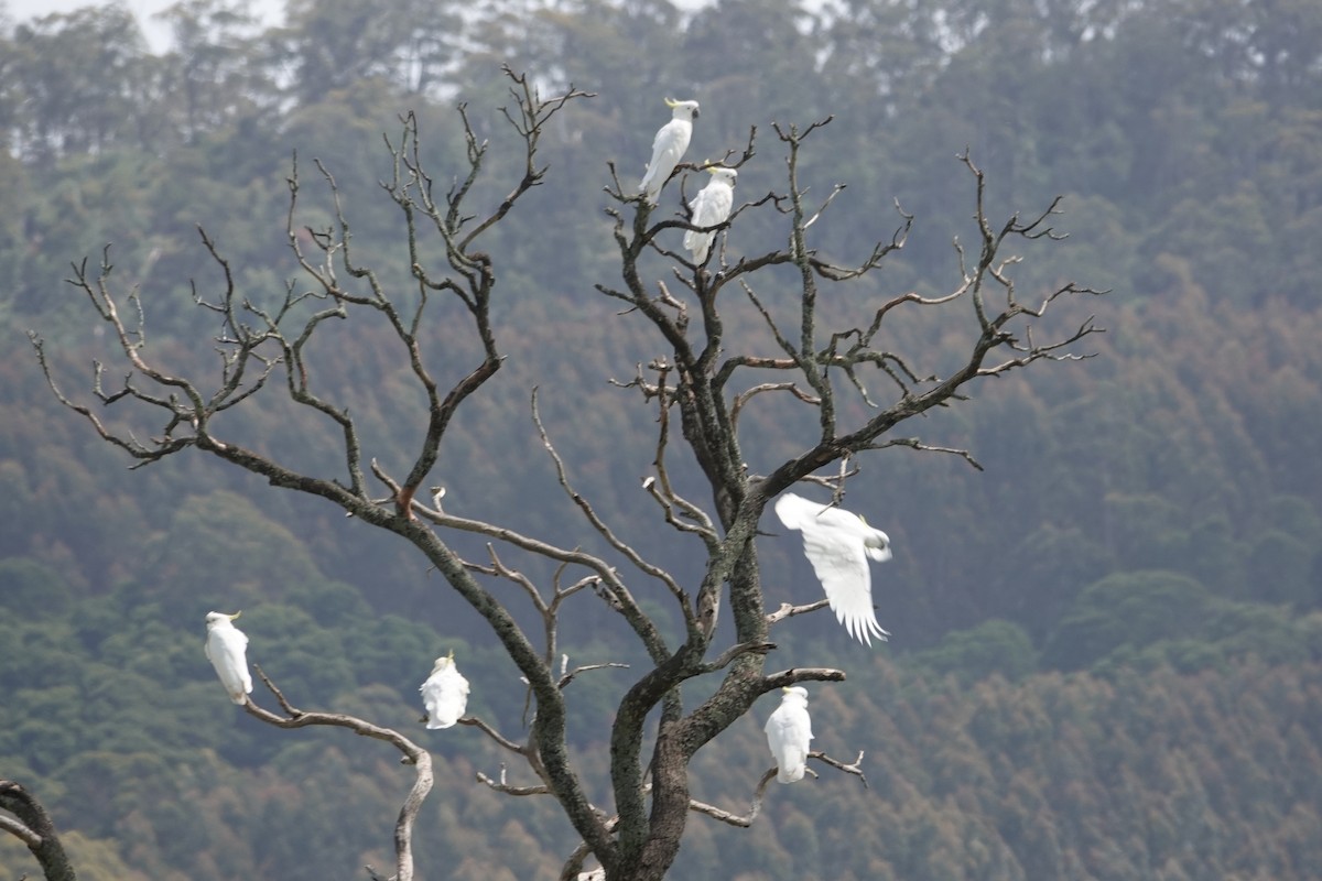 Sulphur-crested Cockatoo - ML646340837