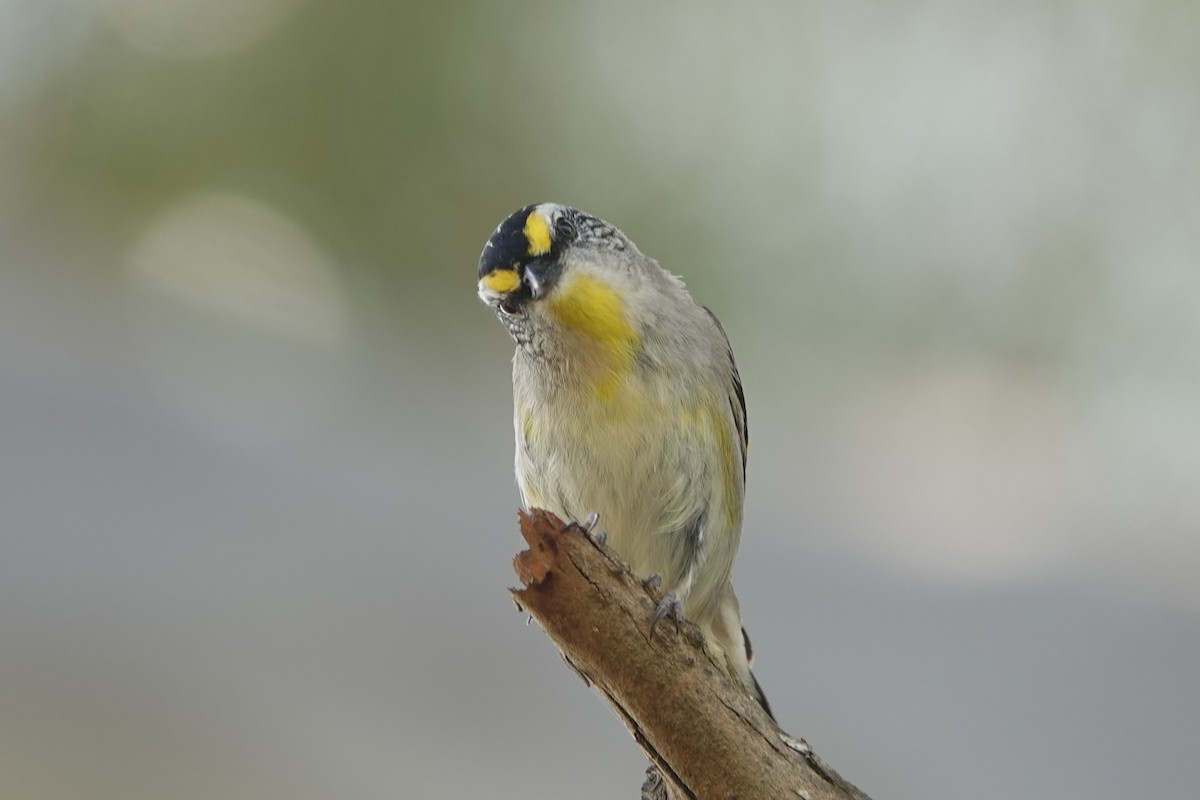 Striated Pardalote - ML646340838