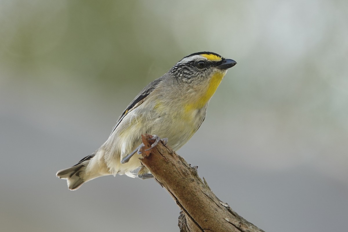 Striated Pardalote - ML646340839