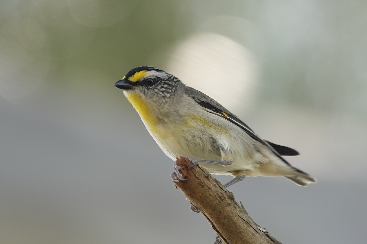 Striated Pardalote - ML646340840
