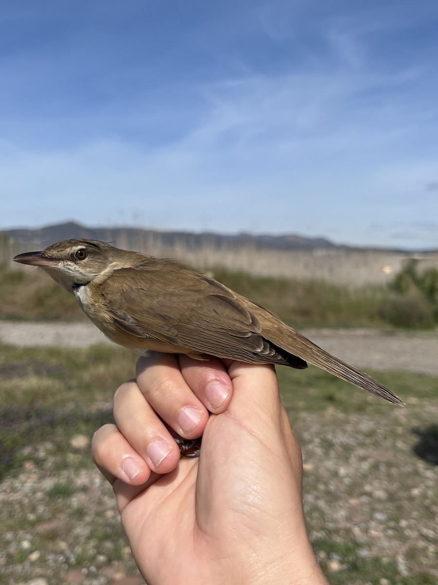 Great Reed Warbler - ML646340842