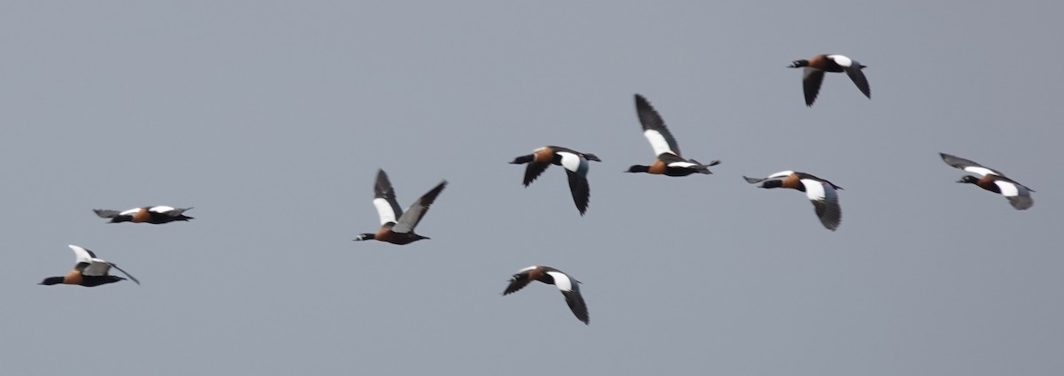 Australian Shelduck - ML646340843