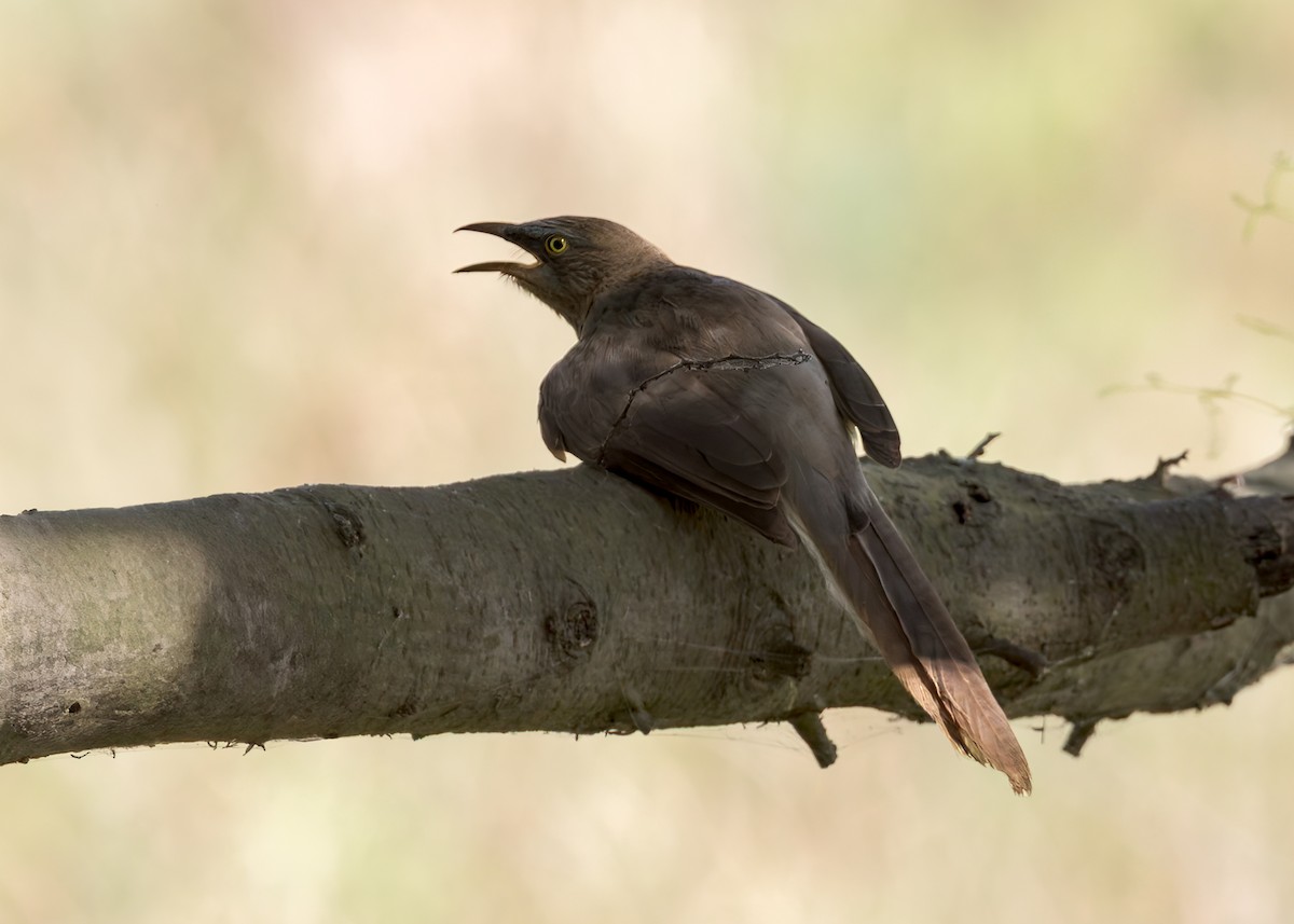 Large Gray Babbler - ML646340844