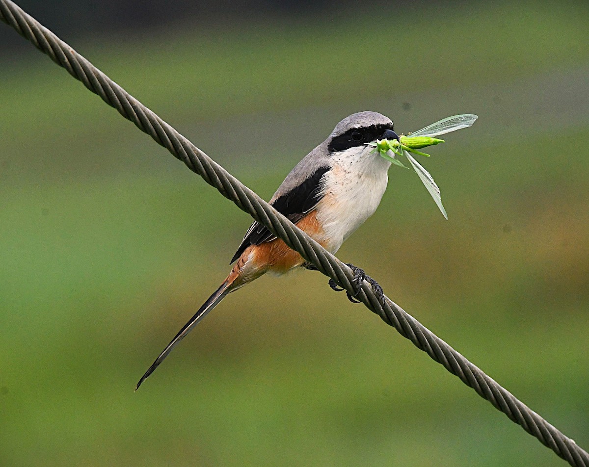 Long-tailed Shrike - ML646340845