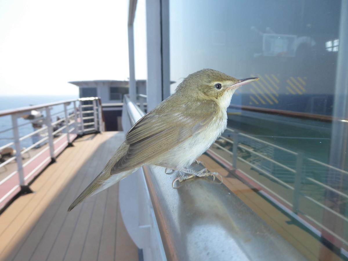 Common Reed Warbler - ML646340847