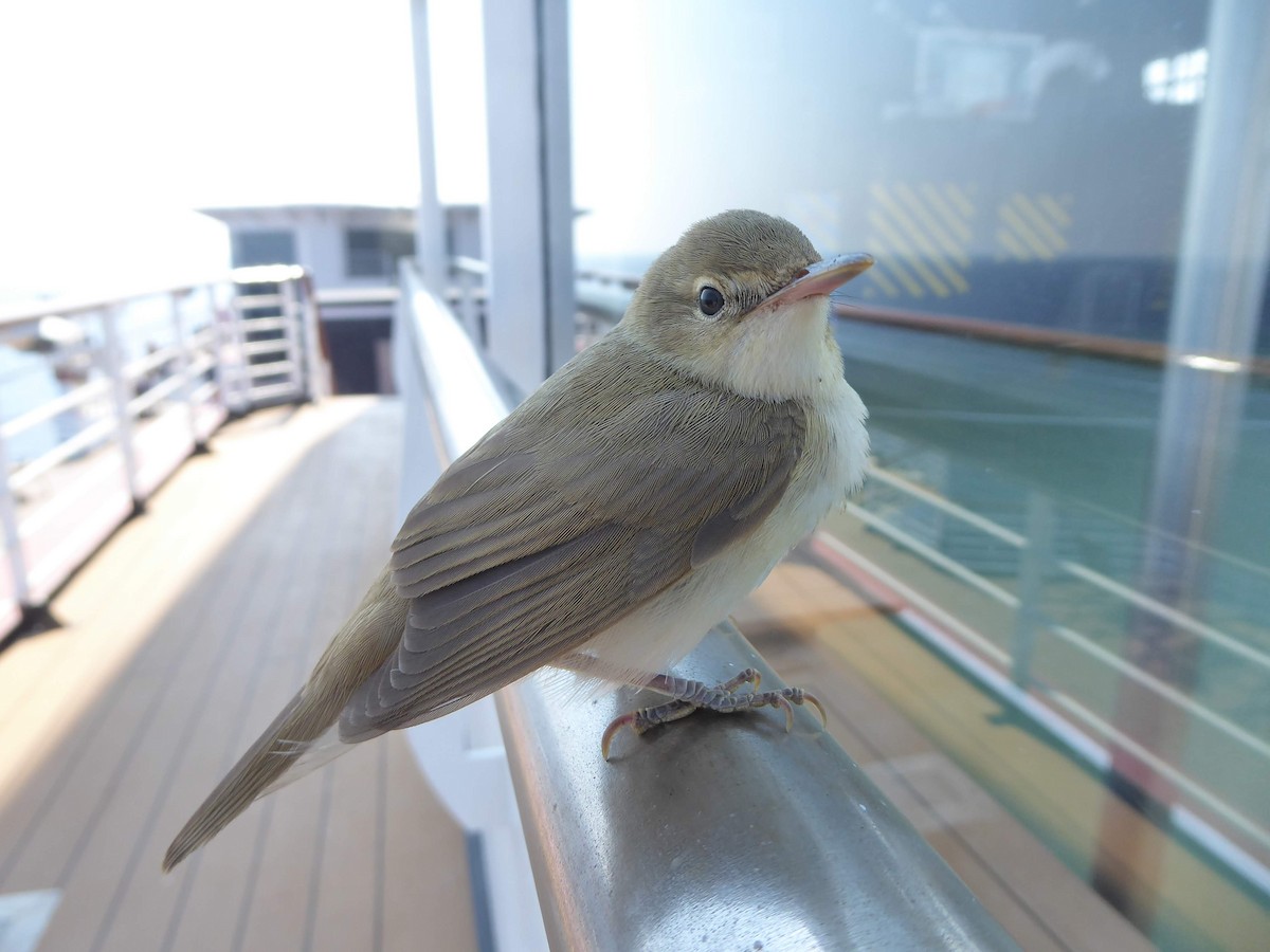 Common Reed Warbler - ML646340848