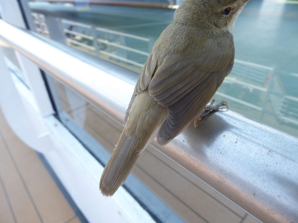 Common Reed Warbler - ML646340849