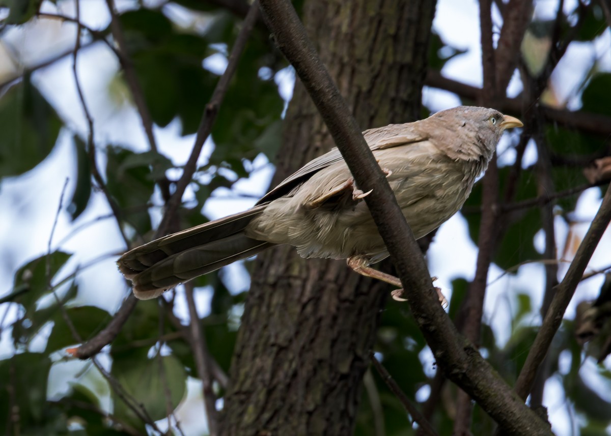 Jungle Babbler - ML646340850