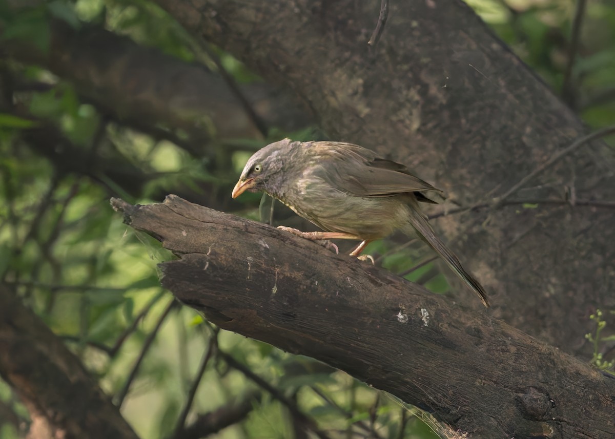 Jungle Babbler - ML646340851