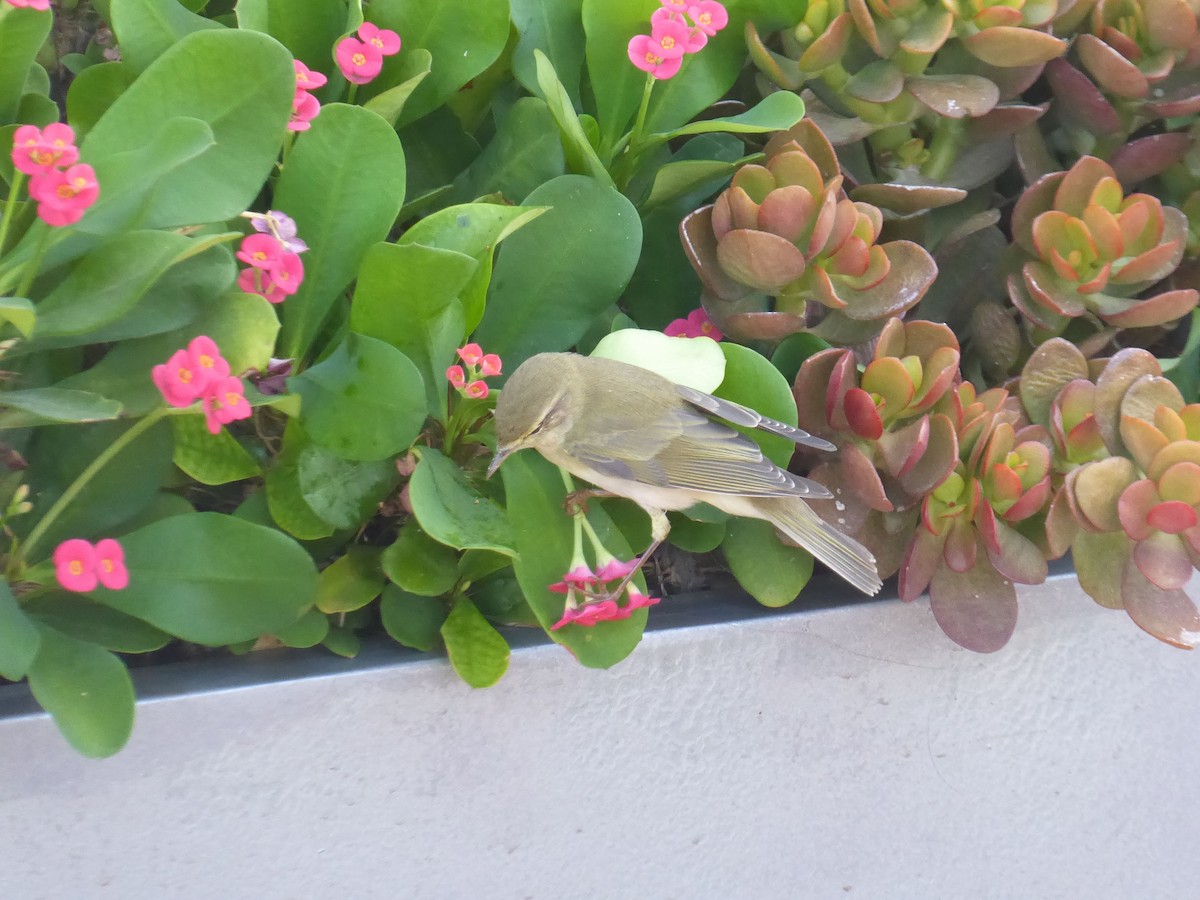 Willow Warbler - ML646340852