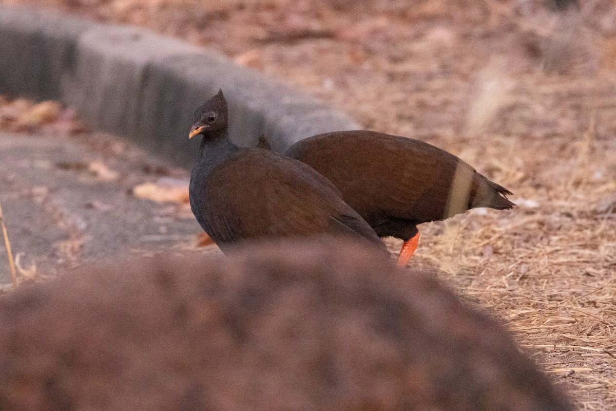 Orange-footed Megapode - ML646340860