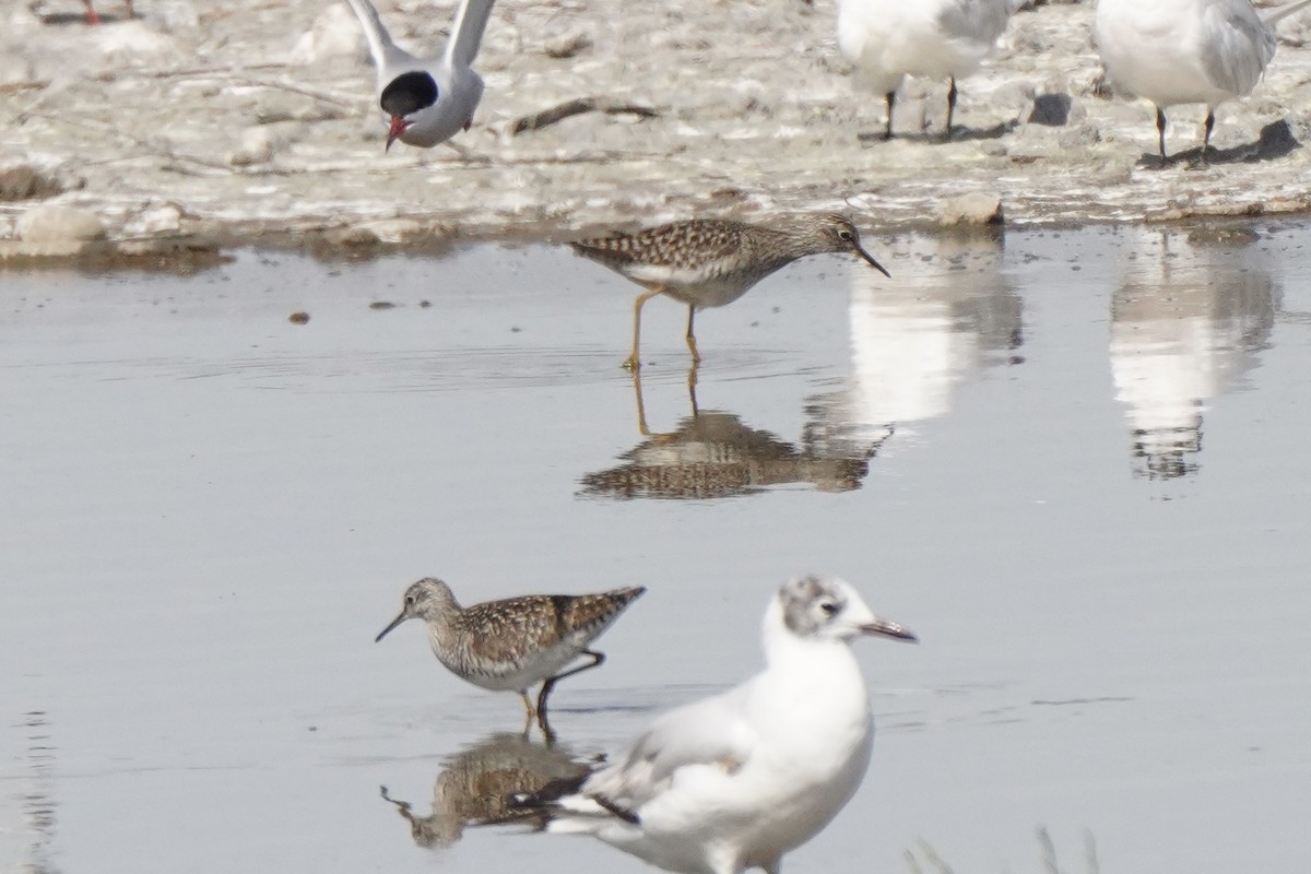 Wood Sandpiper - ML646340864