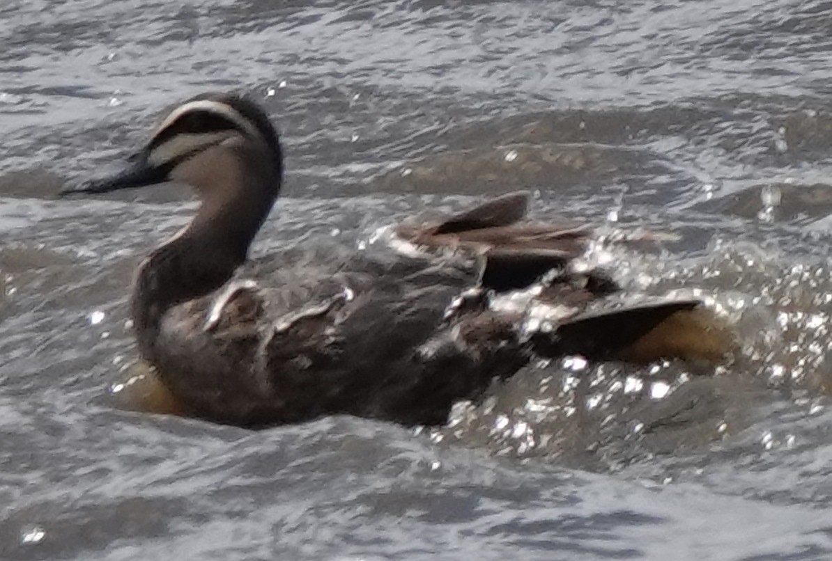 Pacific Black Duck - ML646340865