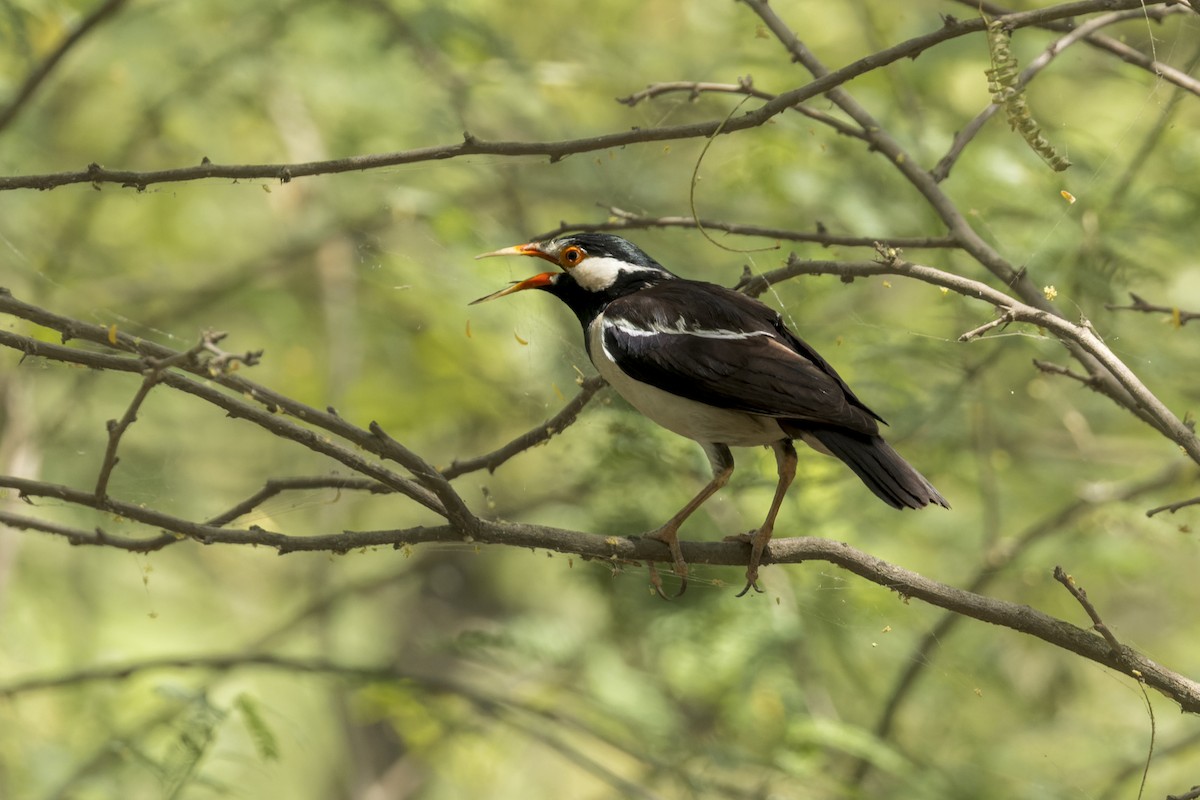 Indian Pied Starling - ML646340866