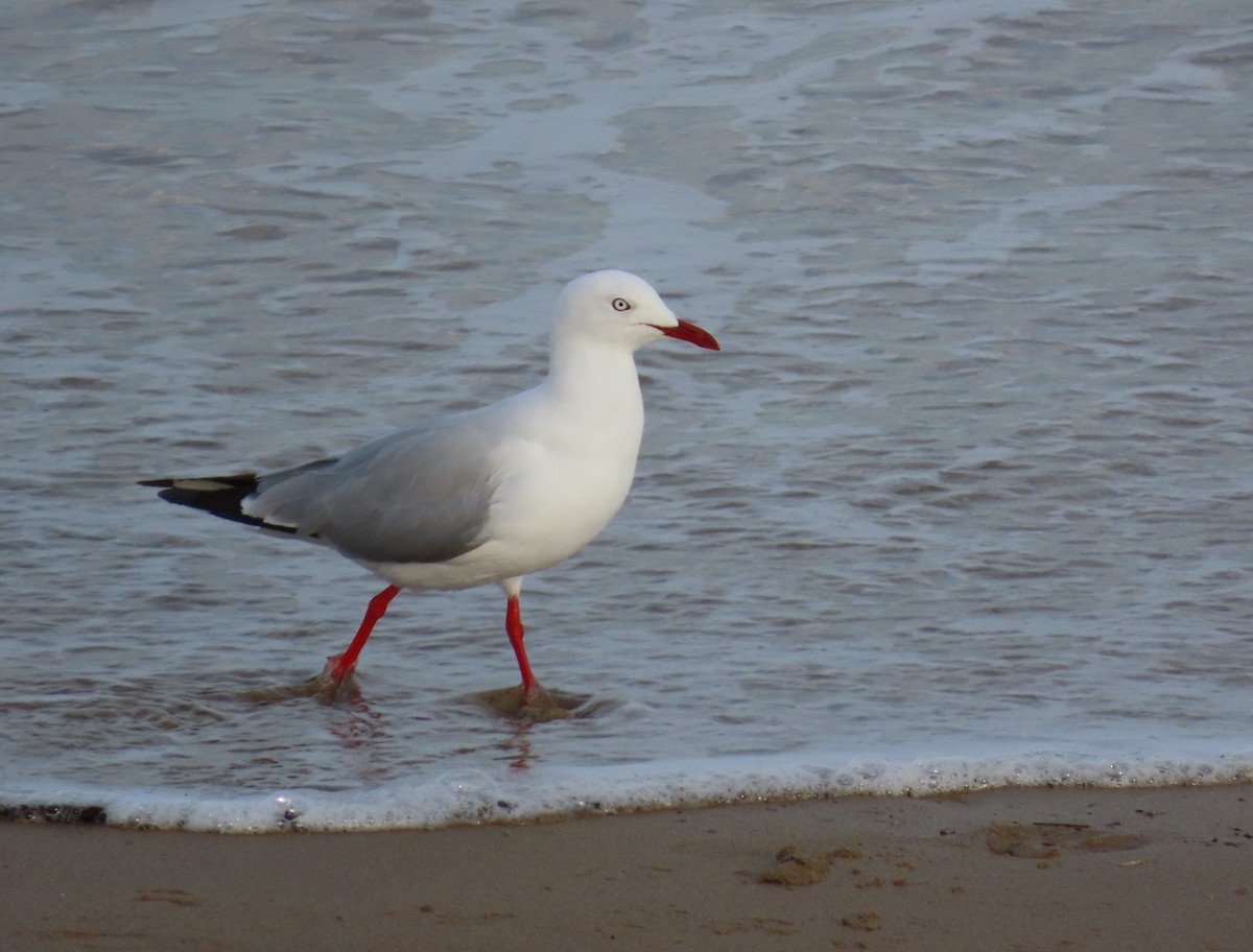 Silver Gull - ML646340867