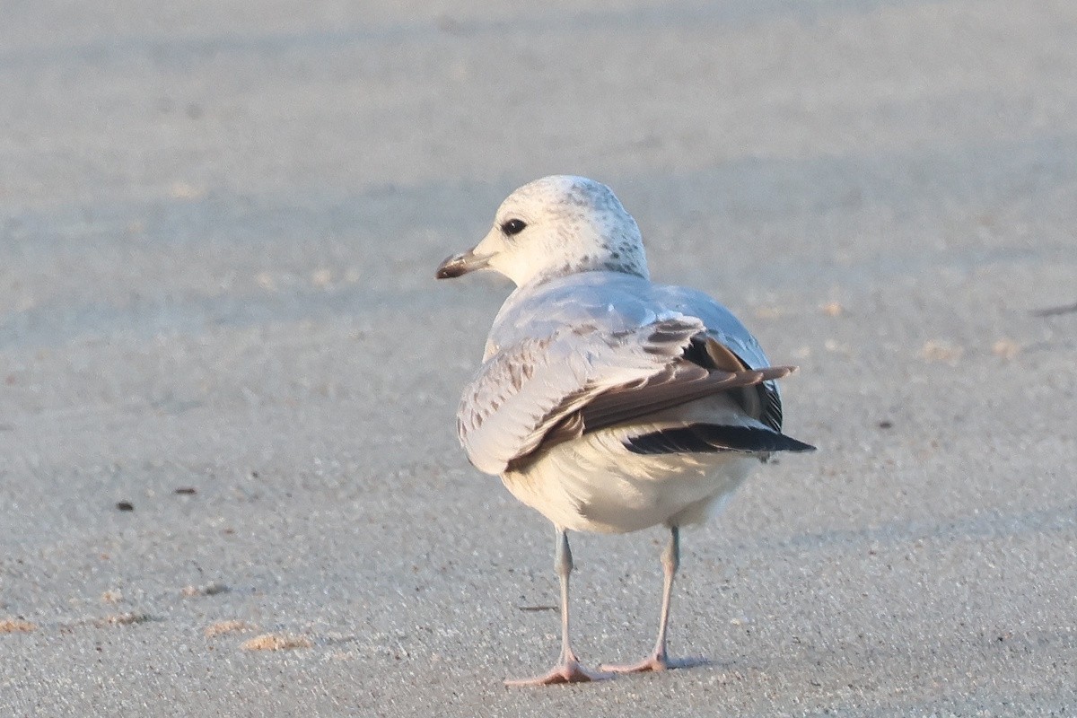 Common Gull - ML646340868