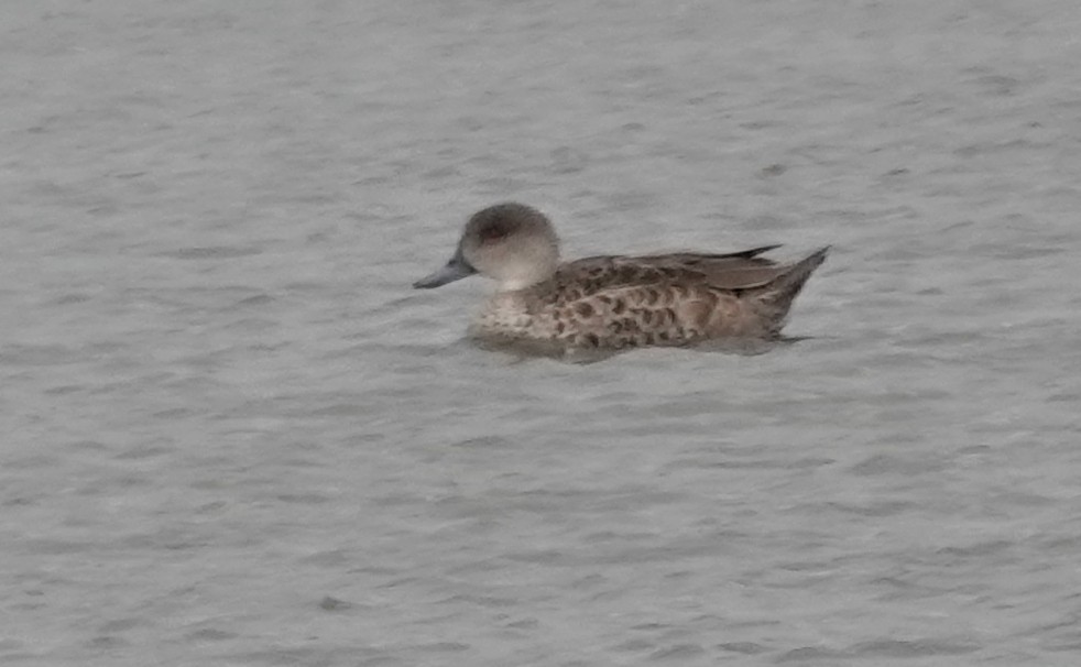 Gray Teal - ML646340869