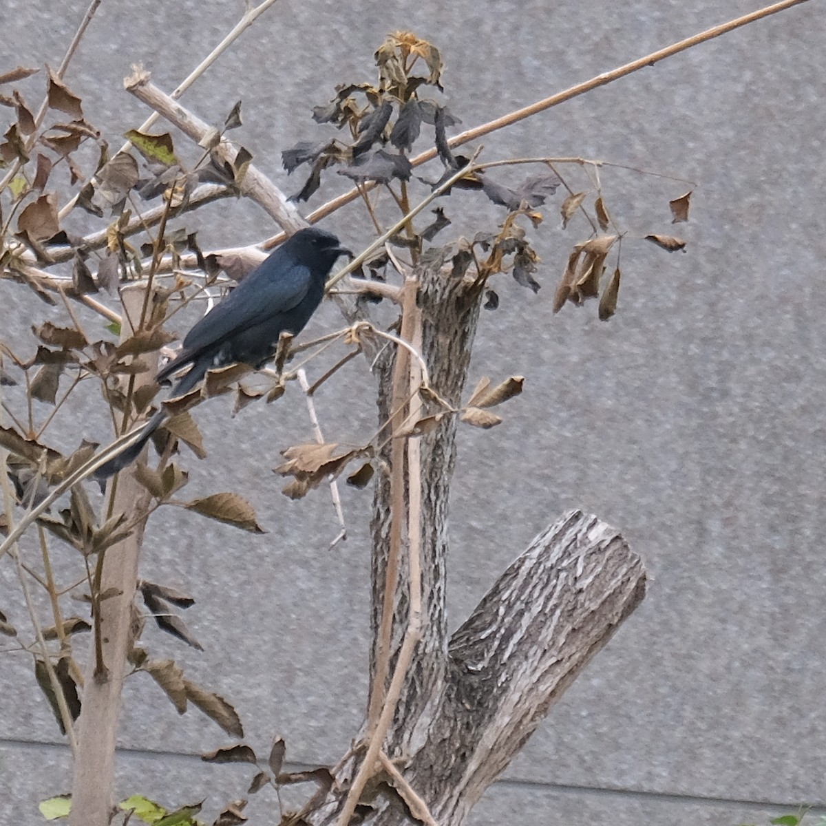 Black Drongo - ML646340870