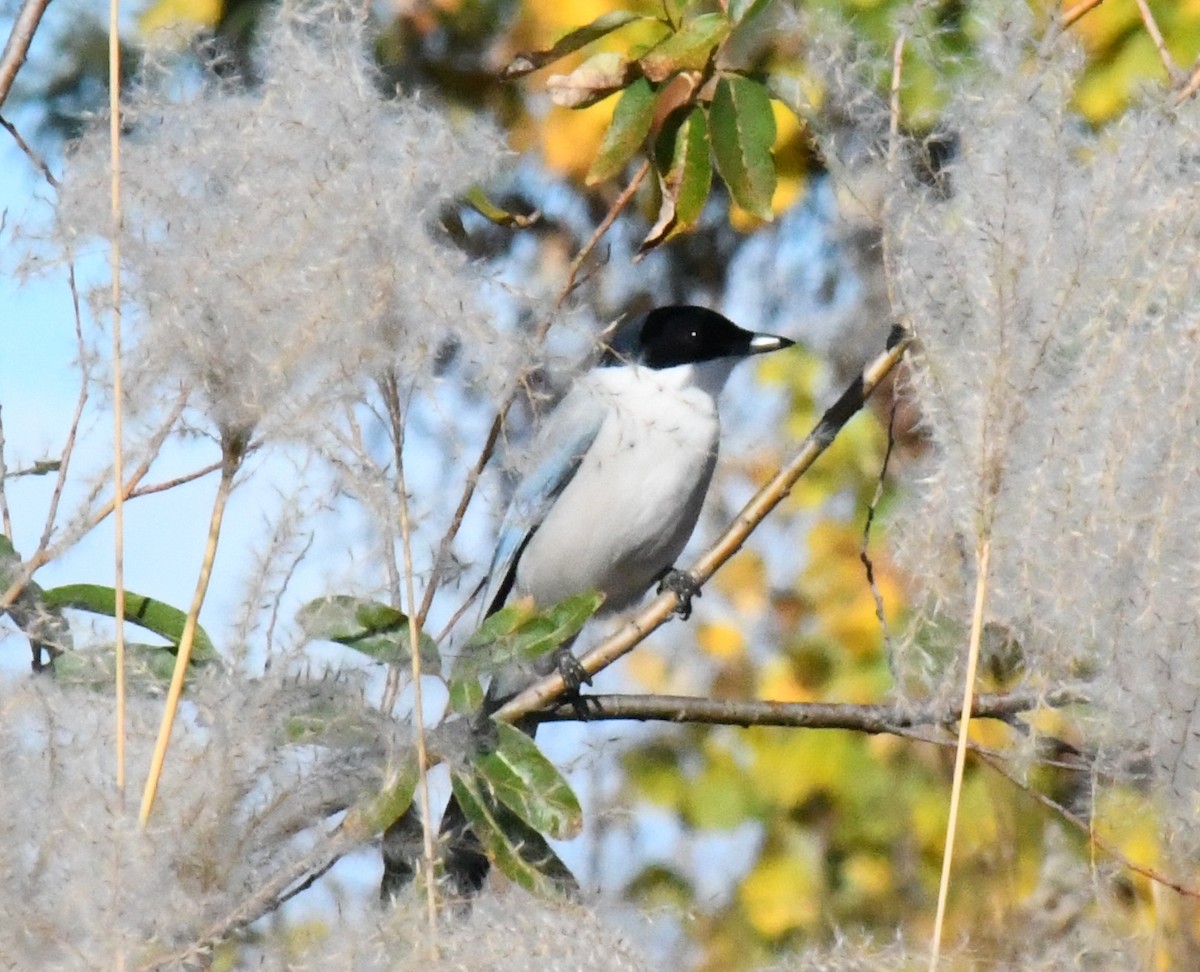Azure-winged Magpie - ML646340871
