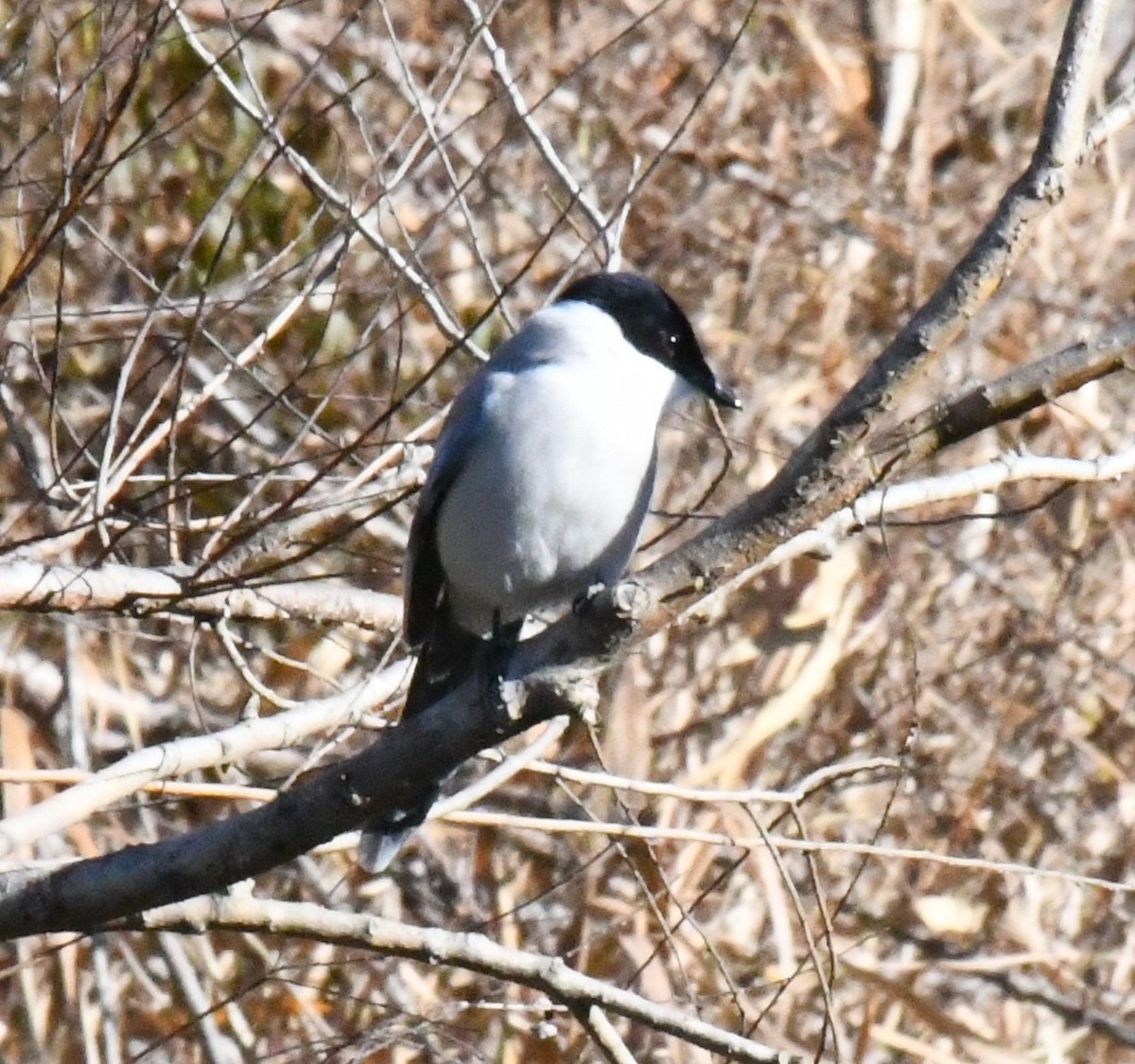 Azure-winged Magpie - ML646340873