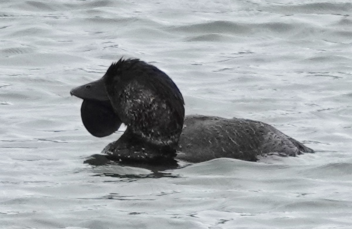 Musk Duck - ML646340874