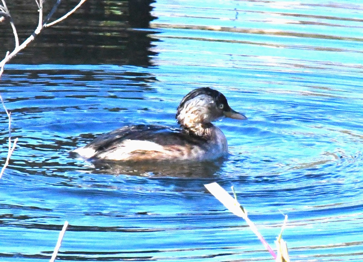 Little Grebe - ML646340875