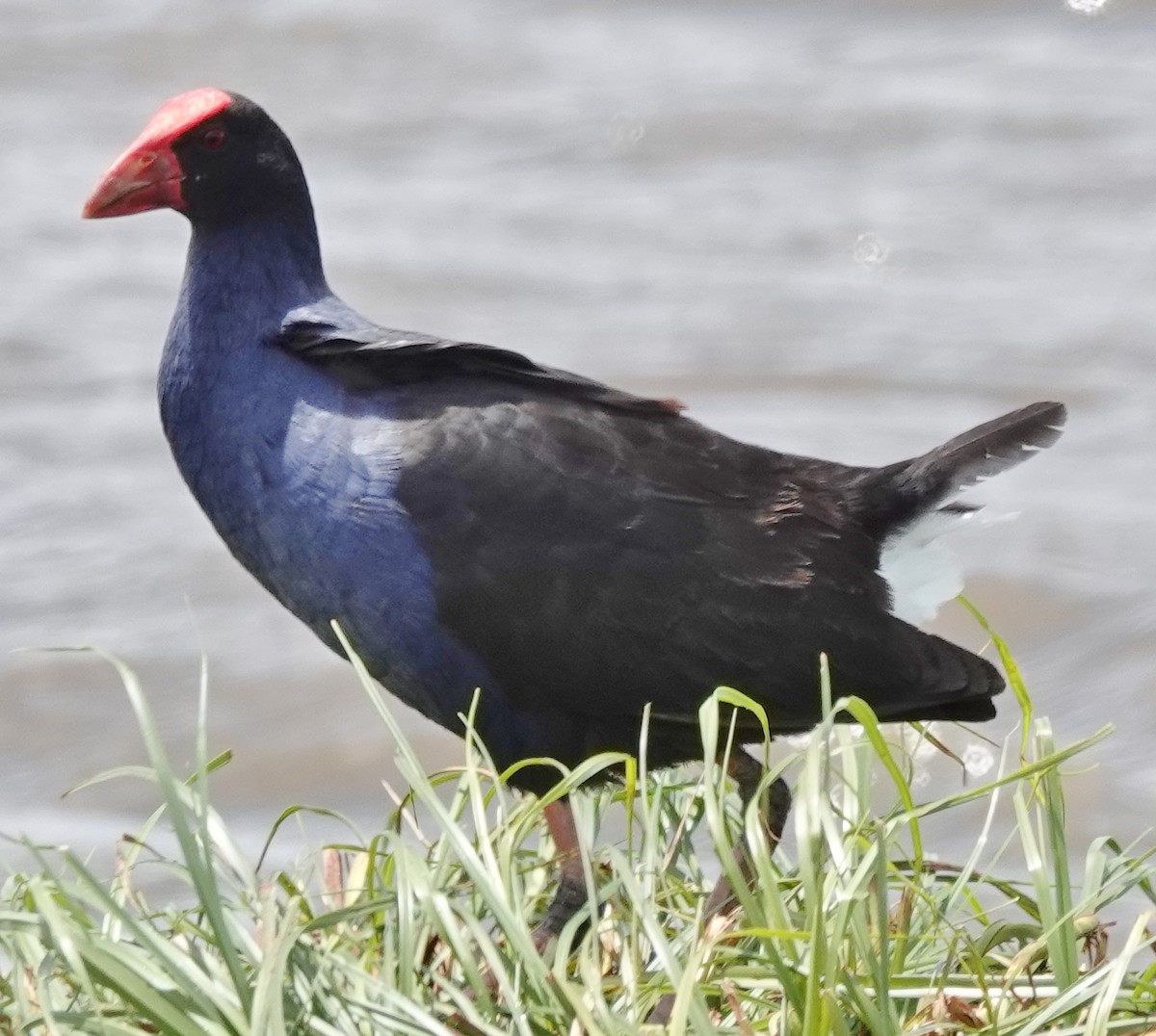 Australasian Swamphen - ML646340879