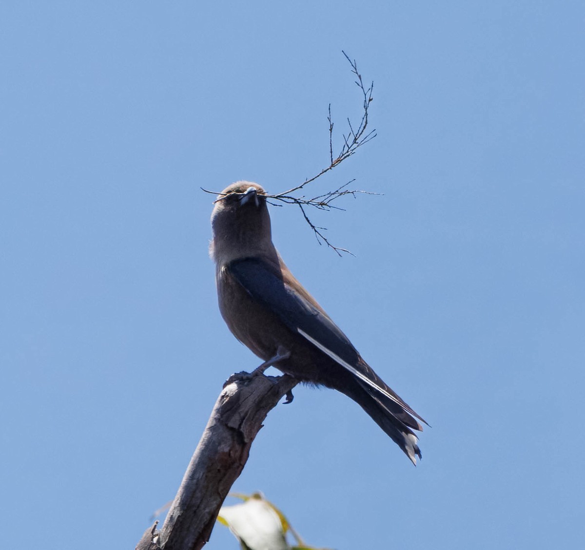 Dusky Woodswallow - ML646340880