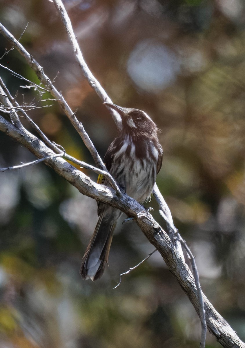 White-cheeked Honeyeater - ML646340882