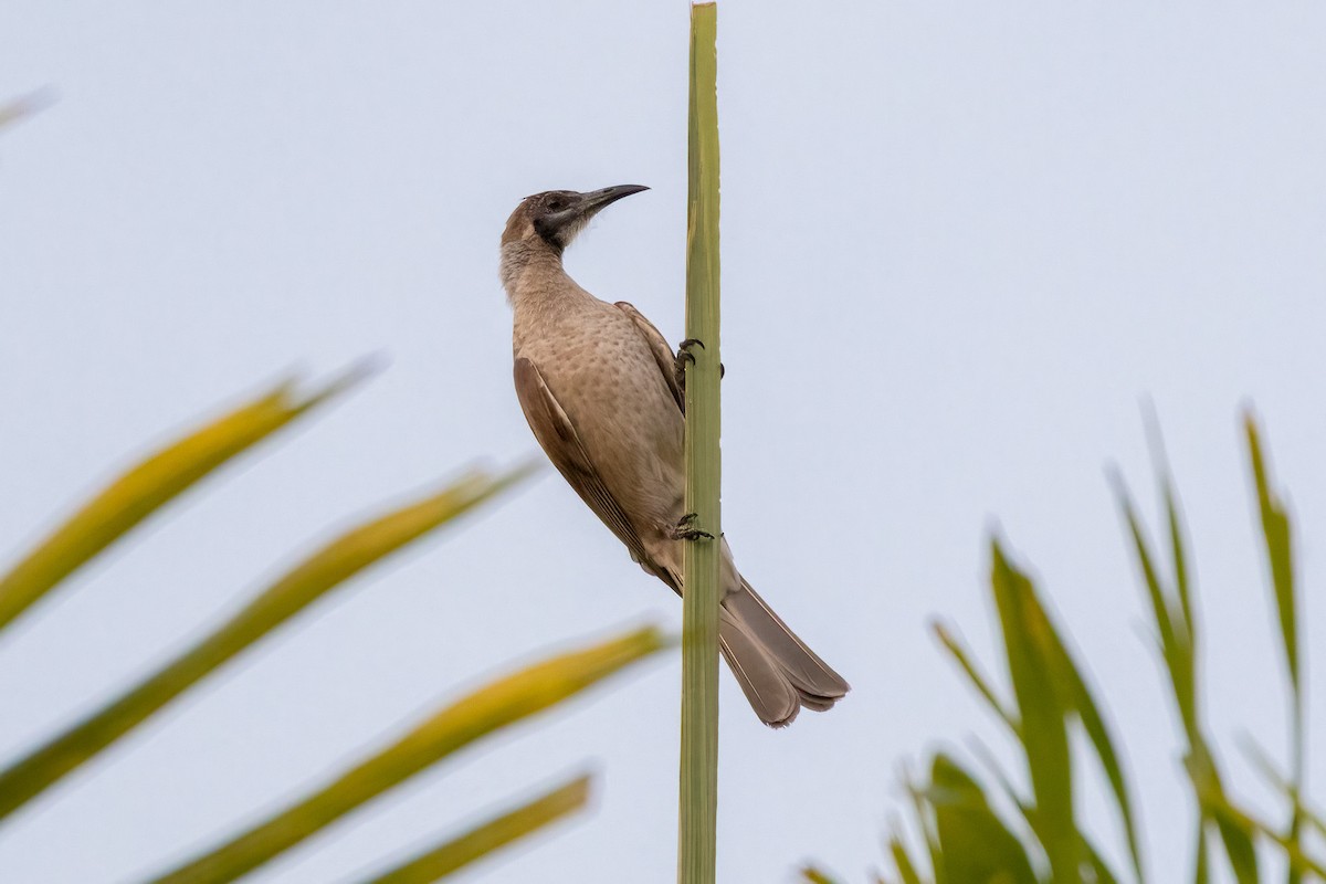 Little Friarbird - ML646340883