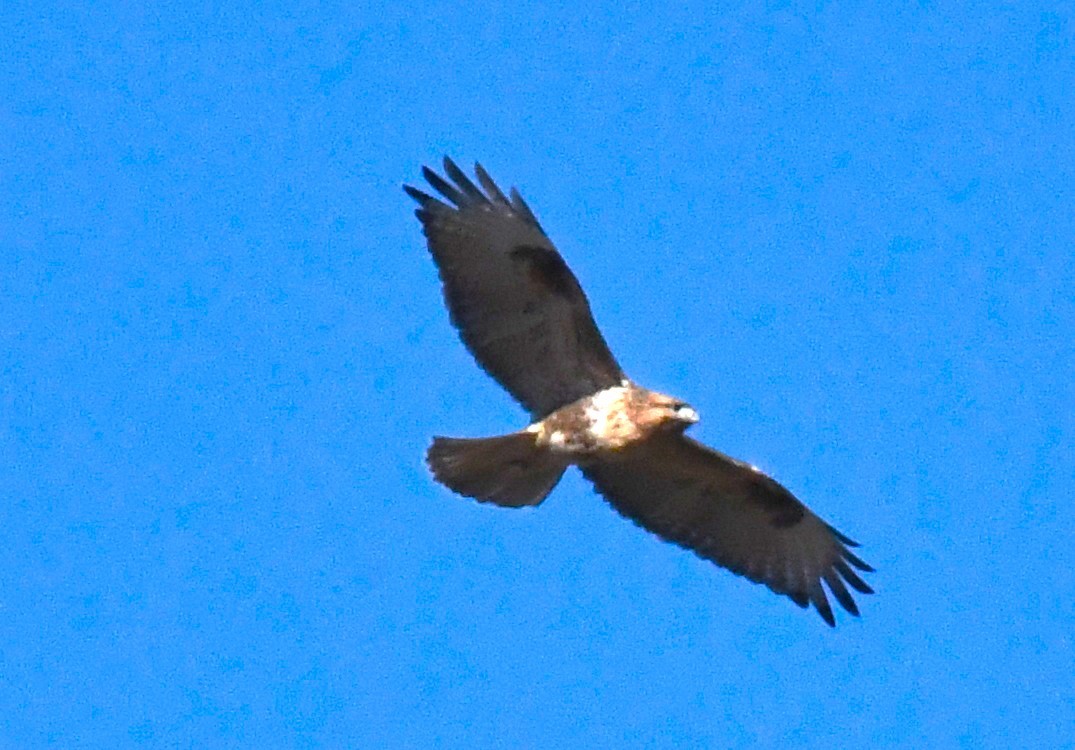 Eastern Buzzard - ML646340884