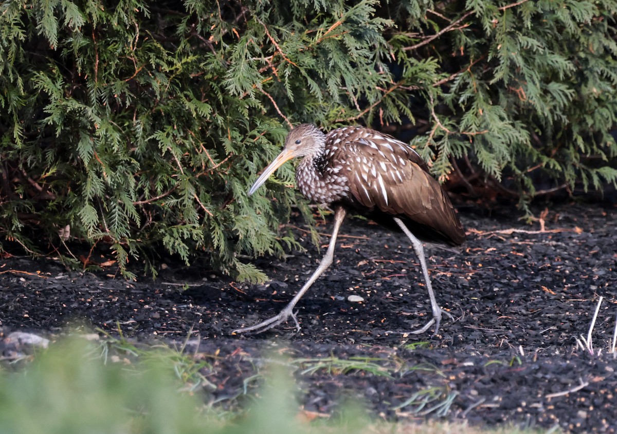 Limpkin - ML646340885
