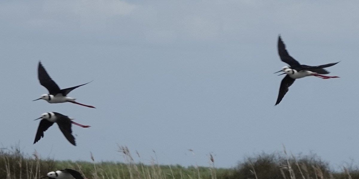 Pied Stilt - ML646340886