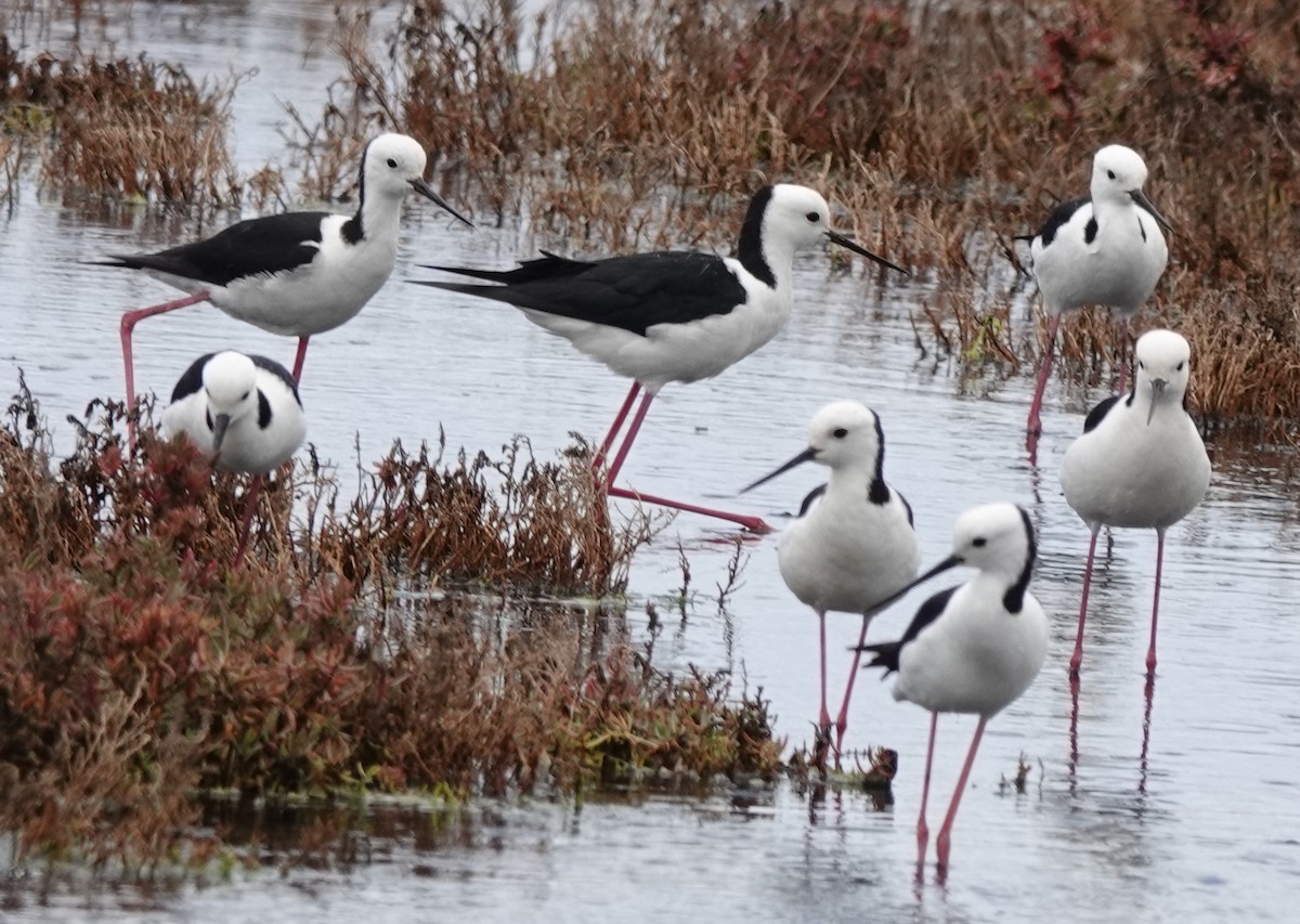 Pied Stilt - ML646340887