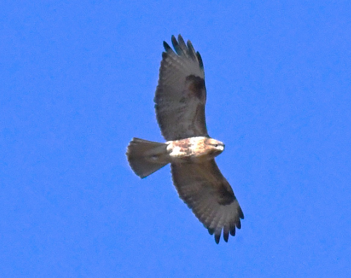 Eastern Buzzard - ML646340888