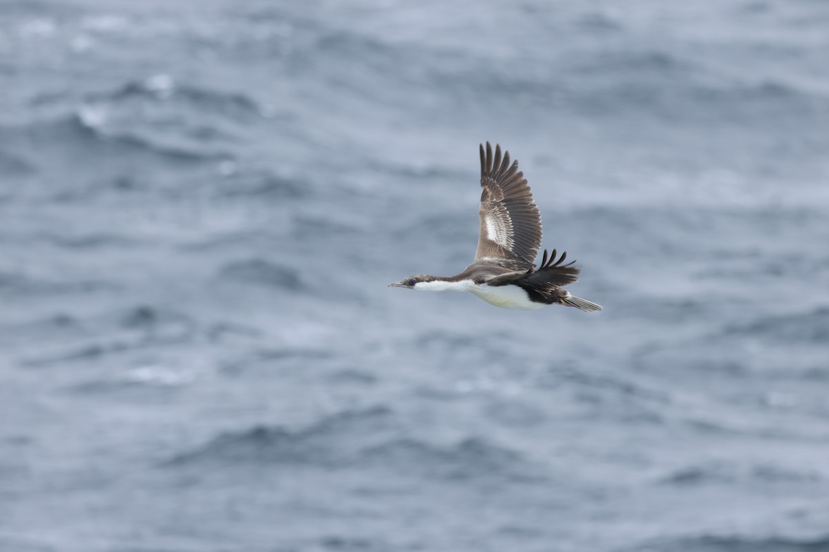 Cormorán Imperial - ML646340891