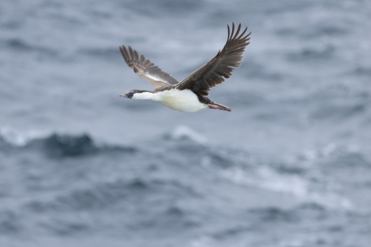 Cormorán Imperial - ML646340892