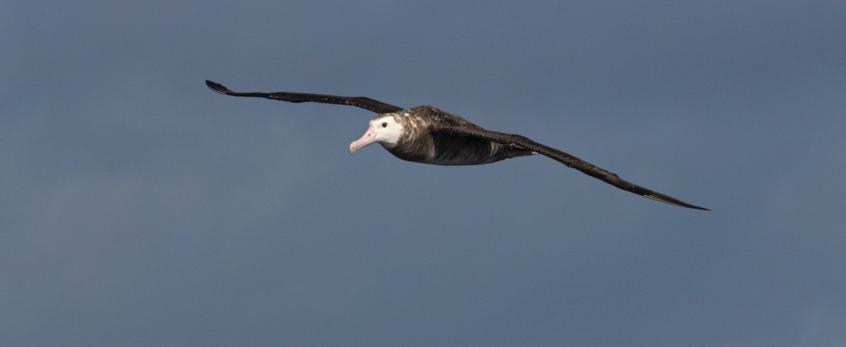 Albatros de las Antípodas (gibsoni) - ML646340893