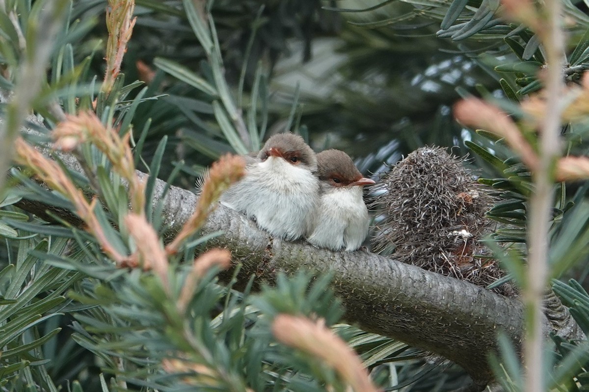 Superb Fairywren - ML646340894