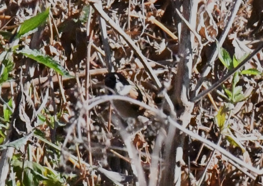 Meadow Bunting - ML646340896