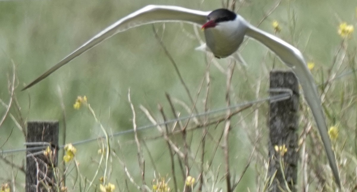 Fumarel Cariblanco - ML646340898