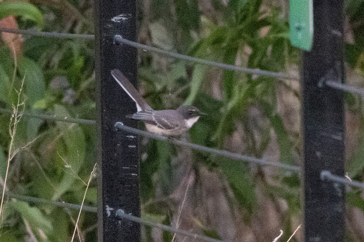 Abanico Norteño - ML646340899